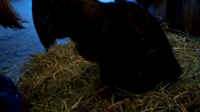 Frida Karlsson - Cp stallkatt смотреть онлайн