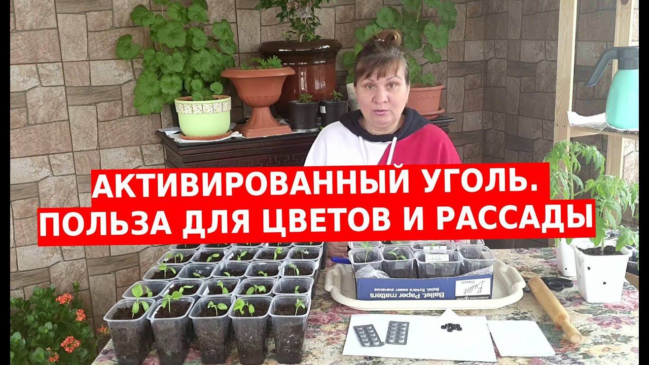 Активированный уголь для рассады, цветов и растений смотреть онлайн