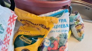 Чеснок  Вторая подкормка