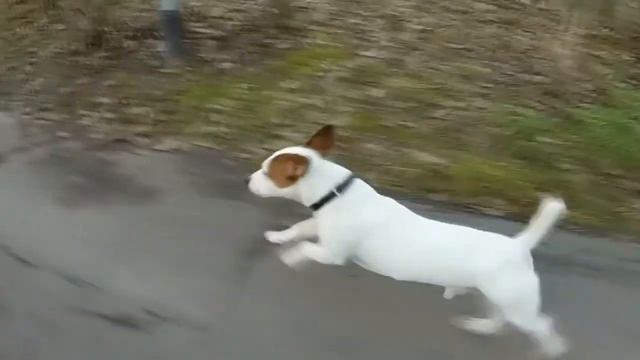 royal canin смотреть онлайн