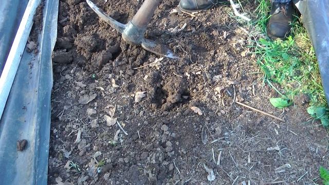 The Result of Using Black Plastic Over the Winter смотреть онлайн