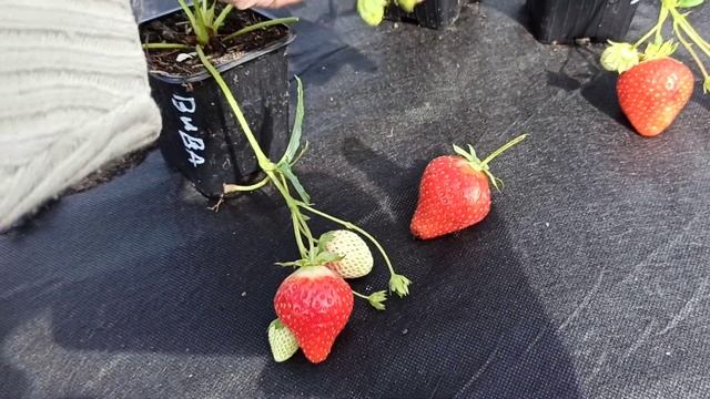 Сорта-нейтралы земляники зажигают! Омск, 20.08.2022г. смотреть онлайн