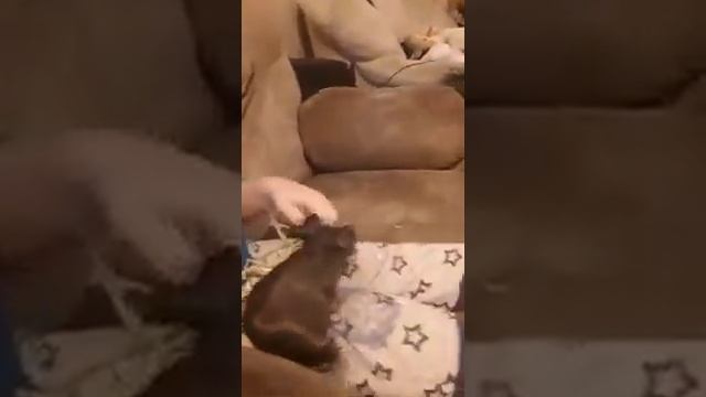 Макс кормит морскую свинку, #shorts# чем кормить свинку, #super max# морские свинки в Канаде, дружб смотреть онлайн