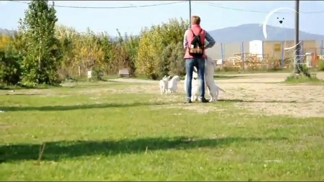 Щенки Золотистого ретривера, 3 мес смотреть онлайн