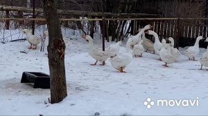 Гусаки проснулись на спаривание с гусынями/ Наблюдаем за гусями на прогулке