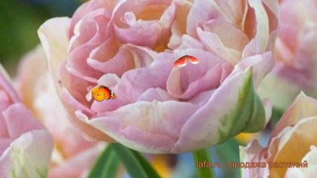 Тюльпан махровый Свит Дизайр (sweet desire) ? обзор: как сажать, луковицы тюльпаны Свит Дизайр смотреть онлайн