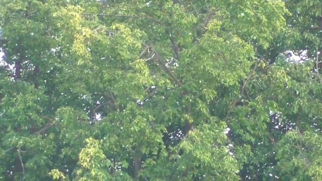 Где и как можно увидеть очень много тополиного пуха, тополиный пух смотреть онлайн