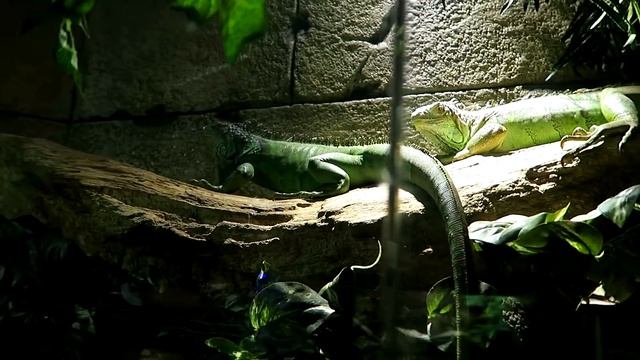 А ВАМ СЛАБО?! КОРМИМ АКУЛ С РУК! смотреть онлайн