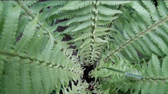 Папоротник. Fern. смотреть онлайн