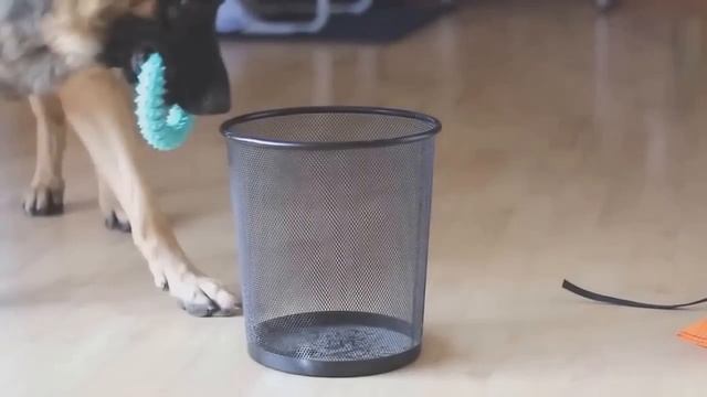 10 самых лучших охранных и сторожевых собак!