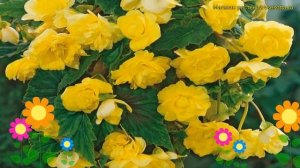 Бегония клубневая Каскад Пундула Йеллоу. Краткий обзор, описание begonia Cascade Pendula Yellow