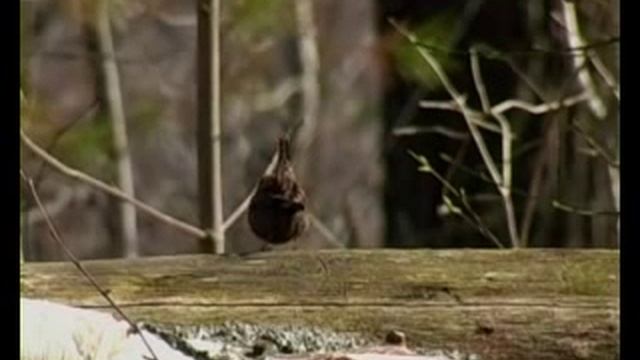 Крапивник смотреть онлайн