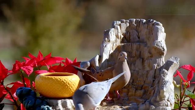 12 Hour Bird Watching Paradise: ? Uninterrupted Footage of Colorful Birds for Pet Entertainment смотреть онлайн