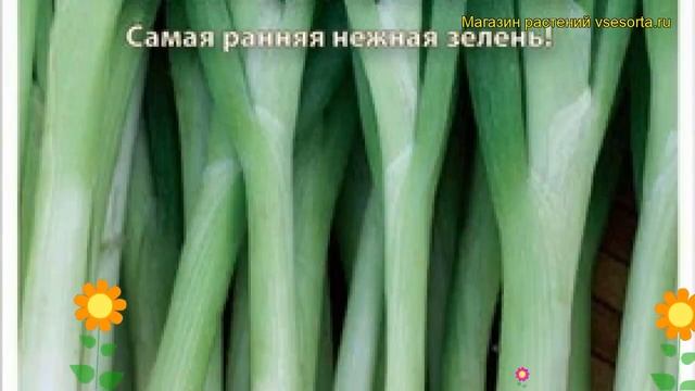 Лук батун Апрельский (Лук батун). Краткий обзор, описание характеристик, где купить семена állium смотреть онлайн