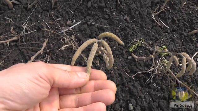 Фундук цветёт в феврале! Hazelnut blossoms in February смотреть онлайн
