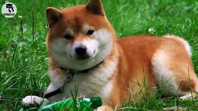 ✔ Сиба-ину - спокойный сдержанный пёс, своенравный и независимый