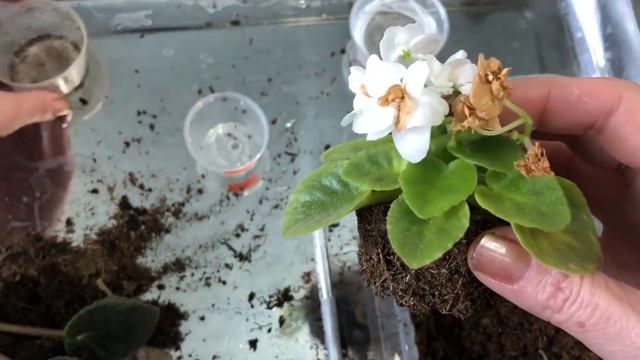 Минифиалки. Срочно на фитиль! смотреть онлайн