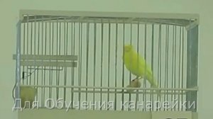 Пение Канарейки Для Обучения 3 Канарейки. Песня канарейка. Тренировка канареек кенара поёт Птицы