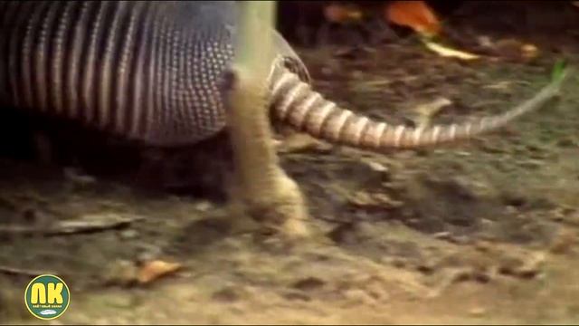 Самые Неуязвимые Животные! Топ 5 смотреть онлайн