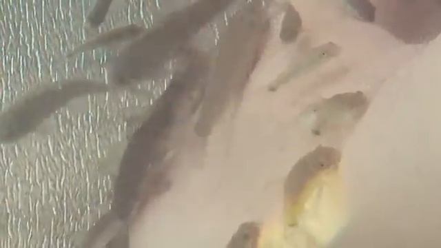 Пилинг или массаж рыбками, отдых на в Витязево смотреть онлайн