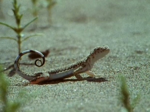 Удивительные создания (Creature Features)