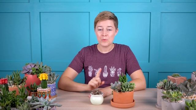 You'll fall in love with cold-hardy Sedum spurium 'Tricolor'! смотреть онлайн