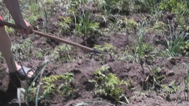 Помидоры Уход за Томатами в Открытом Грунте /Первые Важные Шаги для Увеличения Урожая смотреть онлайн