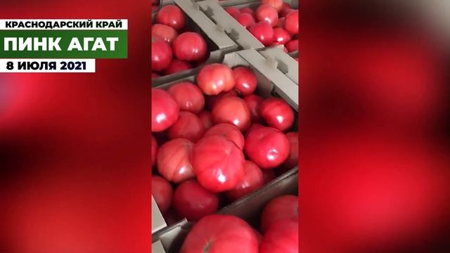 Вот это урожай! Собрали 26,5 тонн розового томата Пинк Агат. Товарный вид шикарный! смотреть онлайн