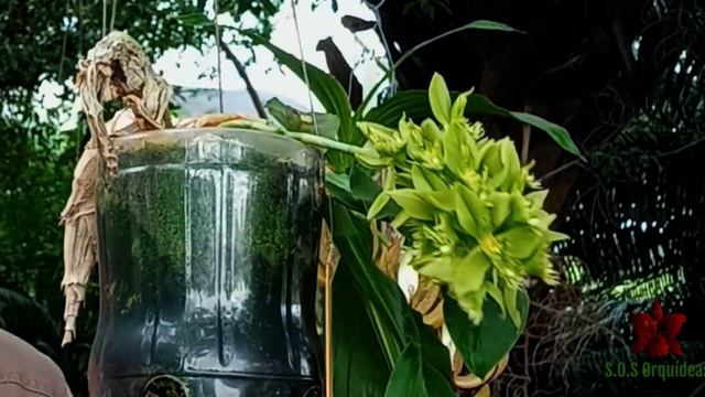 ORQUÍDEA em DESTAQUE - Catasetum ARIETINUM e Cycnoches LODDIGESII - Floradas incríveis - confira смотреть онлайн