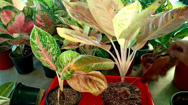 3 Steps you have to follow to save your Aglaonema Plant from Winter II Must watch the Discussion II смотреть онлайн