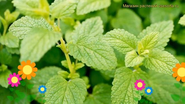 Мята лимон (Мята Lemon). Краткий обзор, описание характеристик, где купить саженцы méntha Lemon смотреть онлайн