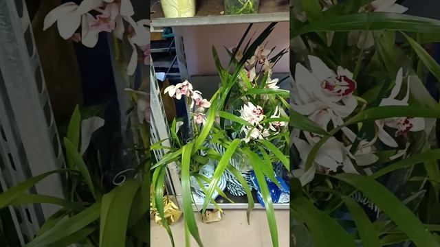 Видеообзор эксклюзивых комнатных растений смотреть онлайн