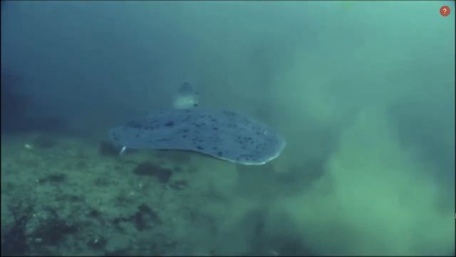types of stingrays!!! смотреть онлайн