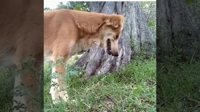 Даже у животных есть чувство/собака плачет смотреть онлайн
