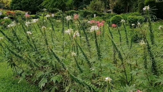 Royal Botanical Garden Kandy Srilanka. смотреть онлайн