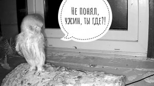 Очень голодные микро совы. Ну где там уже еда?!