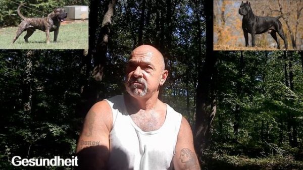 Presa Canario VS Cane Corso