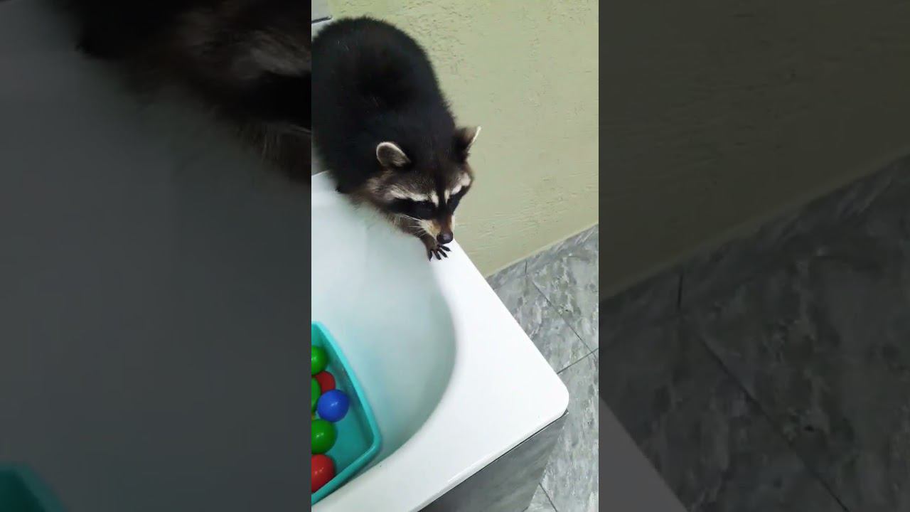 ▷Енотик ест корм◁ смотреть онлайн