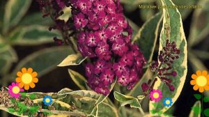 Буддлея давида Арлекин. Краткий обзор, описание характеристик, где купить саженцы Harlequin