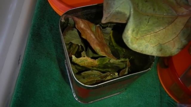 Выращивание Хурмы в Домашних Условиях Часть 7 Месяц После Сброса Листьев Чай из Листьев Хурмы смотреть онлайн