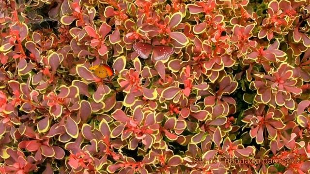 Барбарис тунберга Руби Стар (ruby star) ? обзор: как сажать, саженцы барбариса Руби Стар смотреть онлайн