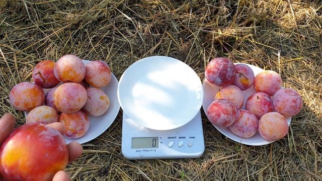 ОЧЕНЬ СЛАДКИЙ СОРТ !!! СЛИВА ДИПЛОИДНАЯ БАЙРОН ГОЛД !!! смотреть онлайн