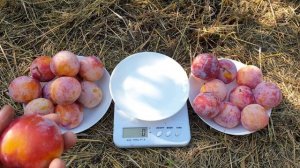 ОЧЕНЬ СЛАДКИЙ СОРТ !!! СЛИВА ДИПЛОИДНАЯ БАЙРОН ГОЛД !!!