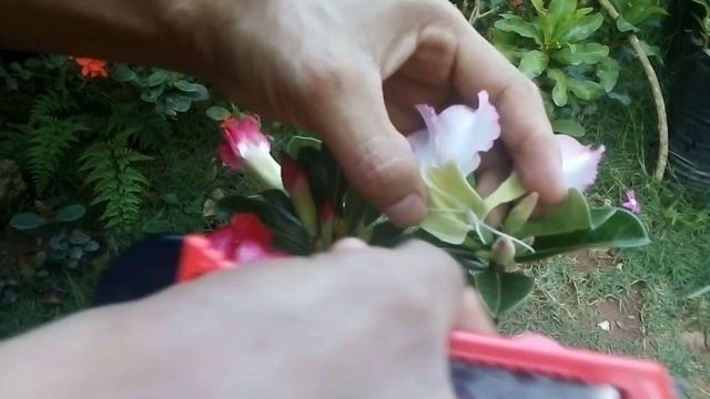 Polinización manual - ADENIUM (Flor / rosa del desierto) смотреть онлайн