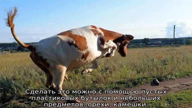Чего боятся коровы
