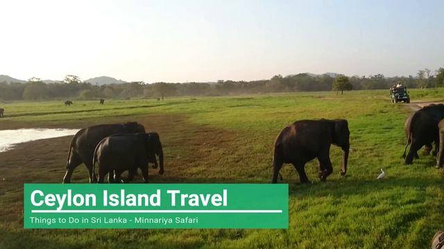 Jeep Safari Tours in Sri Lanka смотреть онлайн