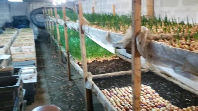 Обзор фитолампы для клубники,зелёный лук зимой смотреть онлайн