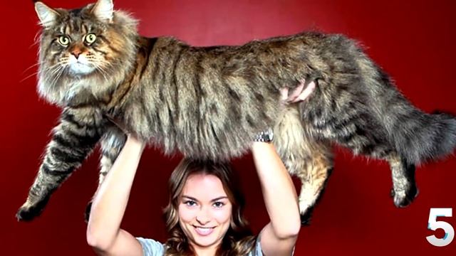 10 САМЫХ красивых кошек мира смотреть онлайн