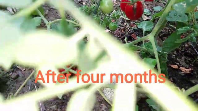 Shallot Tomato: Increase your yield with these simple easy tips and care смотреть онлайн