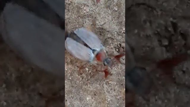 Майский ЖУК в Московской области. смотреть онлайн